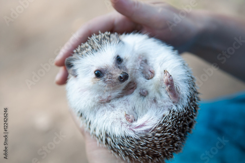 Hedgehog on hands
