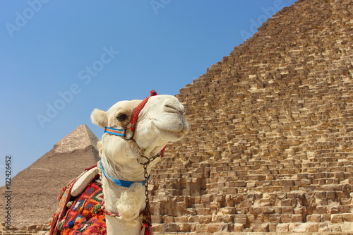 Portrait of an african camel with the pyramids of Giza on soft background.
