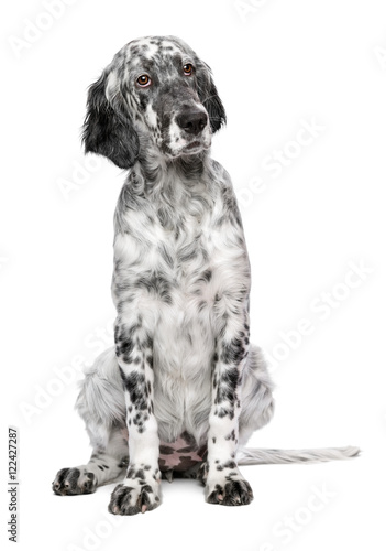 Cute 4 months old blue belton english setter puppy - show quality female dog - isolated on white