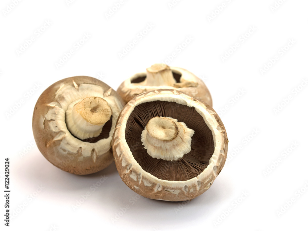 Champignons, Agaricus, Speisepilze, Mushrooms Champignons, Agaricus, Speisepilze, Mushrooms