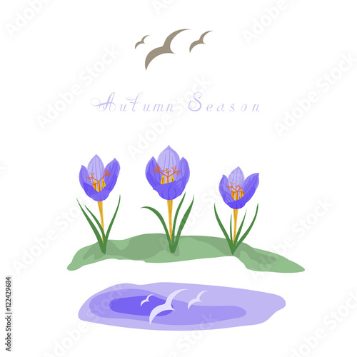 Autumn background with crocus flowers. In the puddle there is reflection of birds.