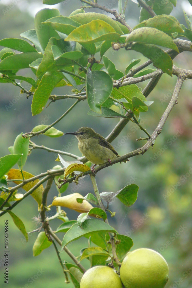 A blue-gray tanager Thraupis episcopus hanging over a branch in Boquete Garden Inn lodge, in the highlands of western Panama Central America.