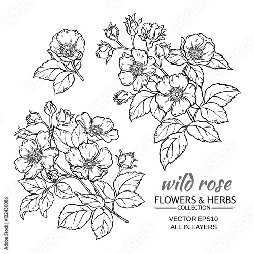 dog rose flowers vector set