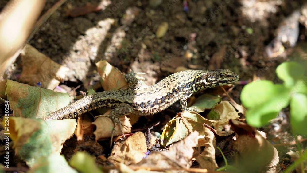 Fototapeta premium Common Lizard Under Foliage