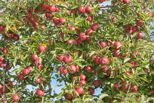 Clusters of red delicious apples on a tree the during autumn