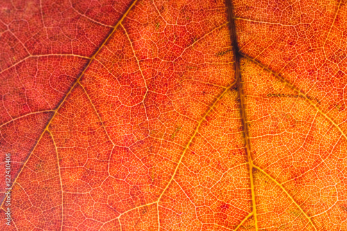 Fall leaf Background