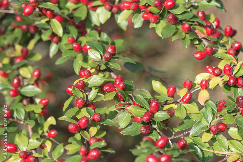 Red berries on a bush with green leafs