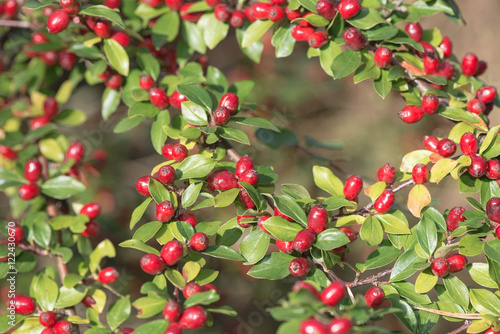 Red berries on a bush with green leafs