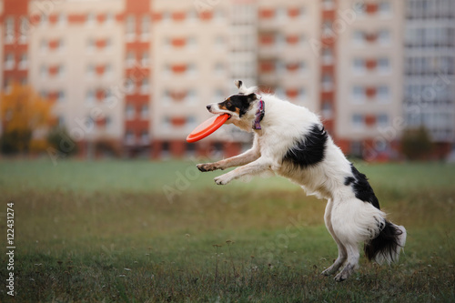 Dog catching flying disc in jump