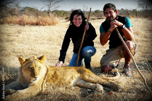 Photography A couple of young adults walk with lions contributing to a local reservation wildlife program close to Victoria Falls in Zimbabwe
