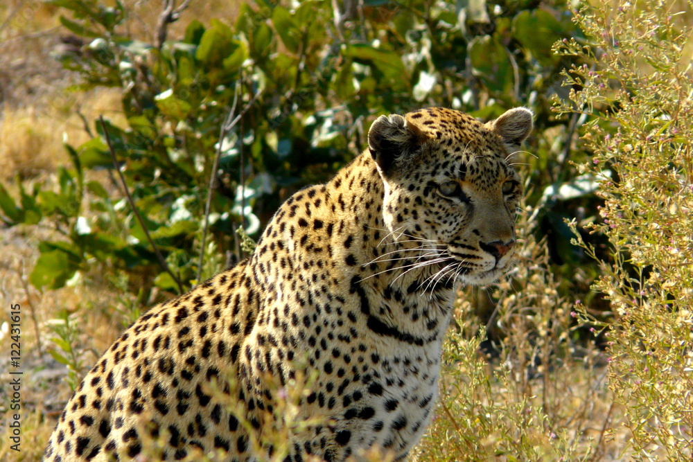Lonely female leopard waits quiet over a hill looking for her pray in Pom-Pom Island private game reserve, Okavango delta, Botswana, Africa Lonely female leopard waits quiet over a hill looking for her pray in Pom-Pom Island private game reserve, Okavango delta, Botswana, Africa