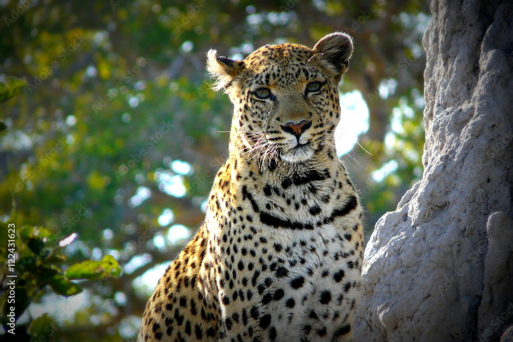 Naklejka premium Lonely female leopard waits quiet over a hill looking for her pray in Pom-Pom Island private game reserve, Okavango delta, Botswana, Africa