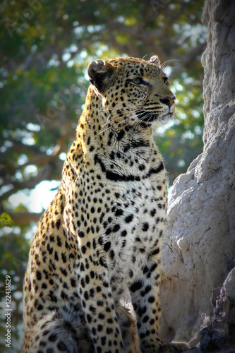 Lonely female leopard waits quiet over a hill looking for her pray in Pom-Pom Island private game reserve, Okavango delta, Botswana, Africa