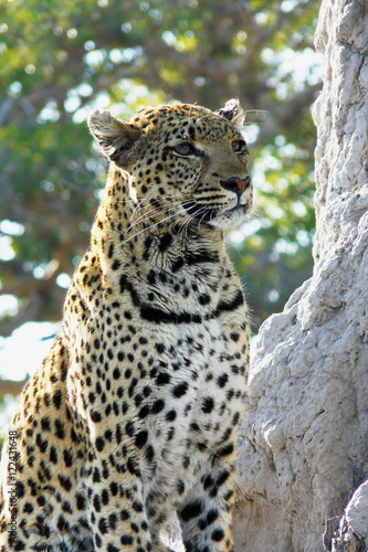 Lonely female leopard waits quiet over a hill looking for her pray in Pom-Pom Island private game reserve  Okavango delta  Botswana  Africa