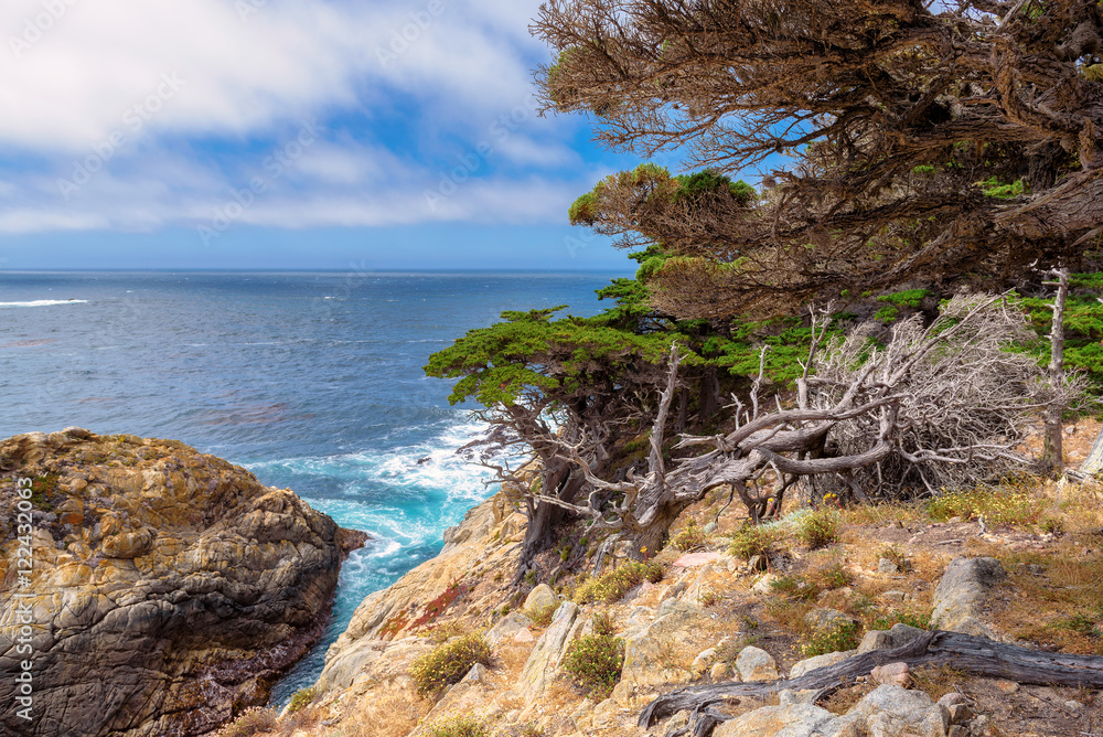 Fototapeta premium California coast, Point Lobos State Reserve, California