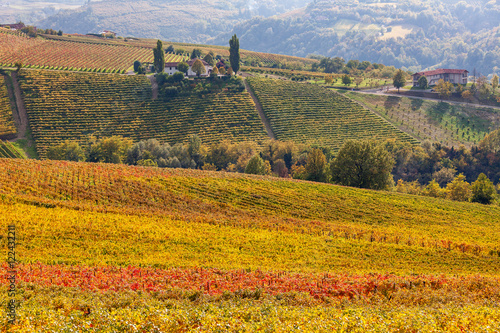 Colorful autumnal vineyard of Piedmont, Italy.