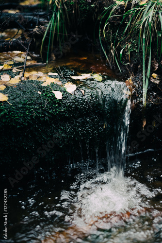 stream in the autumn forest. sellective focus, vertical photo