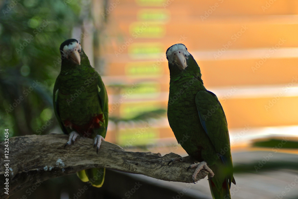 Obraz premium Zwei grüne Papageien