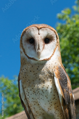 Owl close up