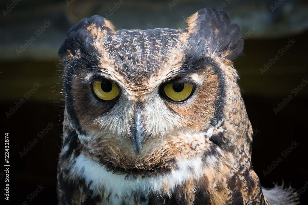 Obraz premium Sowa z bliska