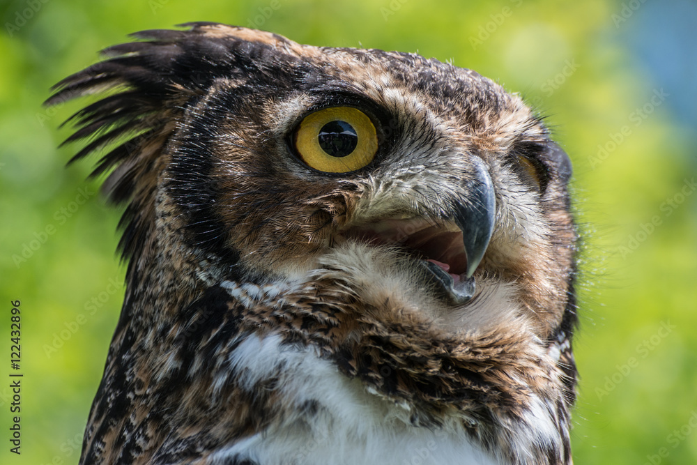 Naklejka premium Owl close up
