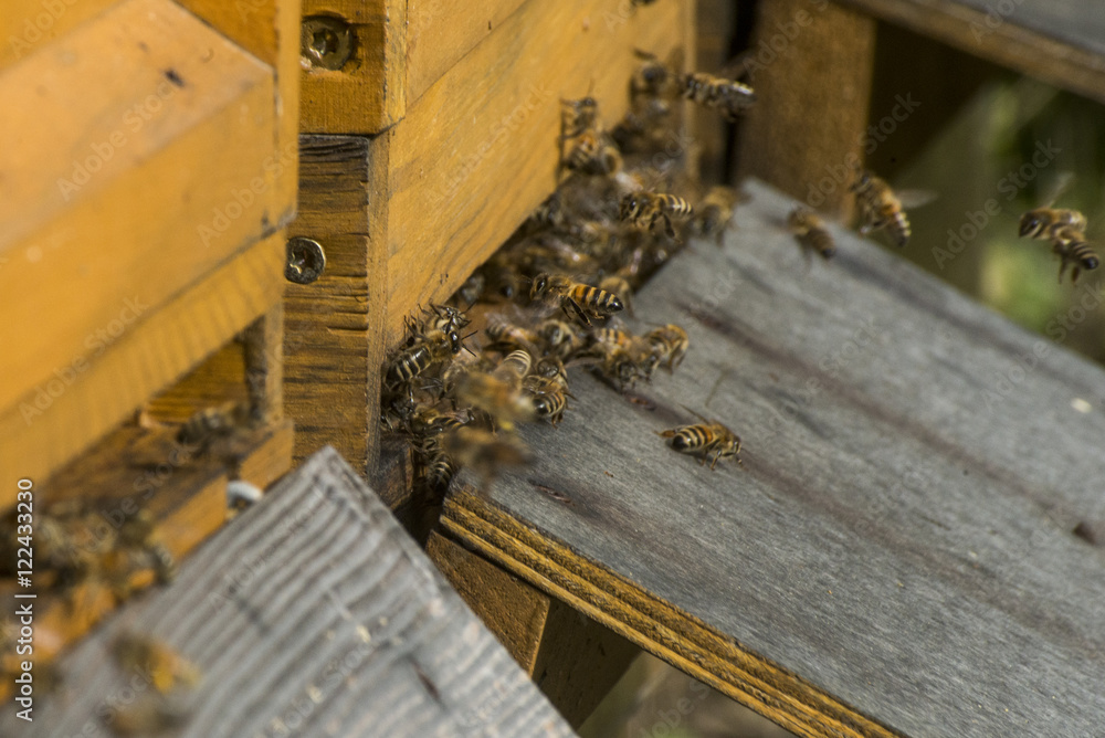 Honey bee beehive fly in carry pollum working Honey bee beehive fly in carry pollum working