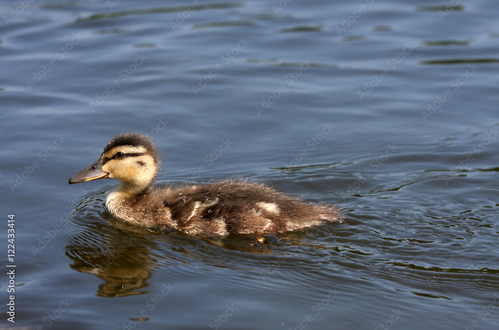 Young wild duckling mallard. Anas platyrhynchos. Young wild duckling mallard. Anas platyrhynchos.