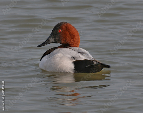 Canvasback duck