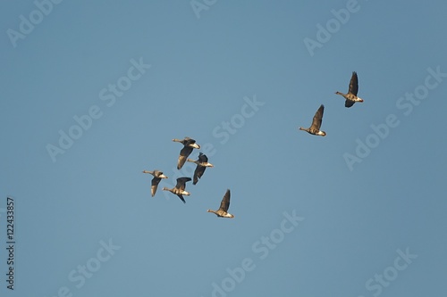 Geese Flying Up
