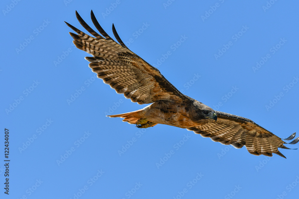 Red-tail hawk in flight 