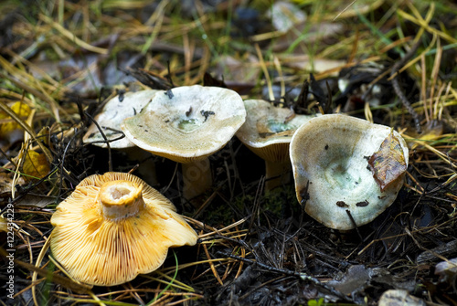 Mushroom saffron milk cap photo