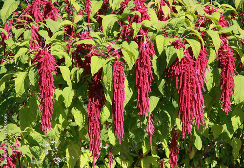 Amaranth (Amaranthus caudatus) flowers. Leaves and seeds, are edible. Perennial.
