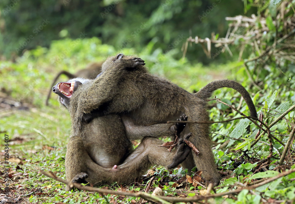 Obraz premium Juvenile Olive Baboons (Papio Anubis) Fighting. Bigodi Swam, Uganda