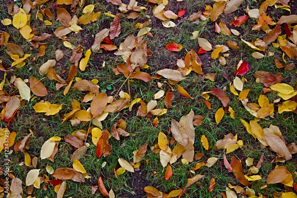 Fallen leaves on grass