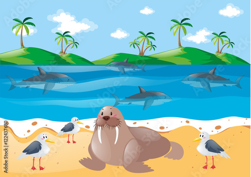 Sea animals and pigeons on the beach