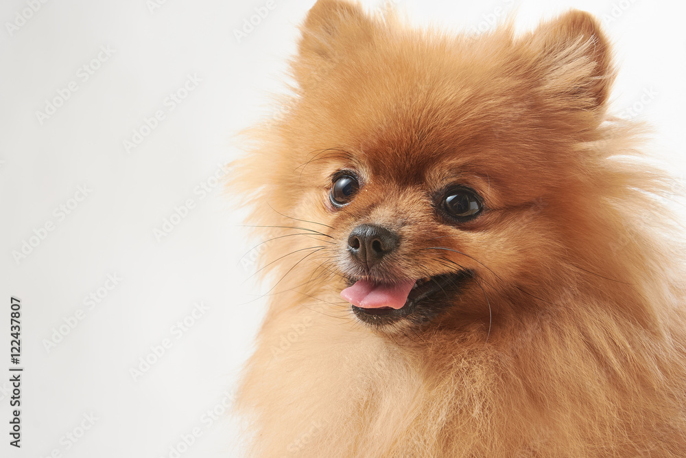 pomeranian dog sitting on wooden table pomeranian dog sitting on wooden table