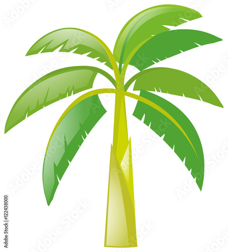Banana tree on white background