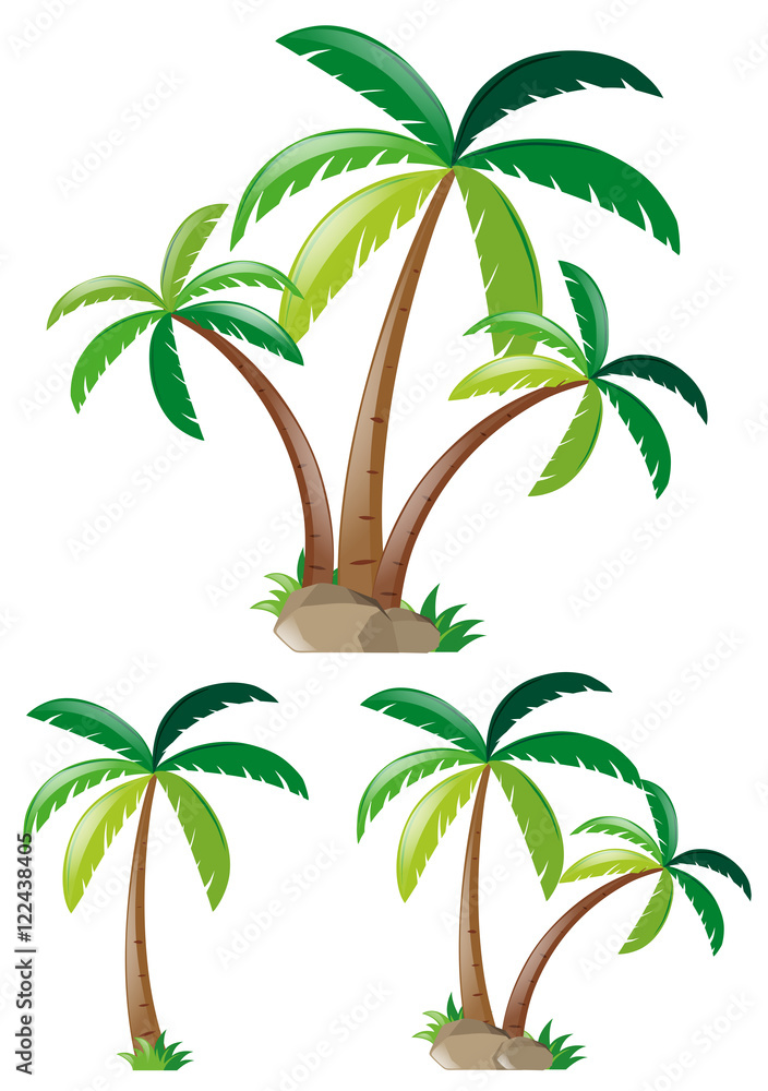 Different shapes of coconut trees