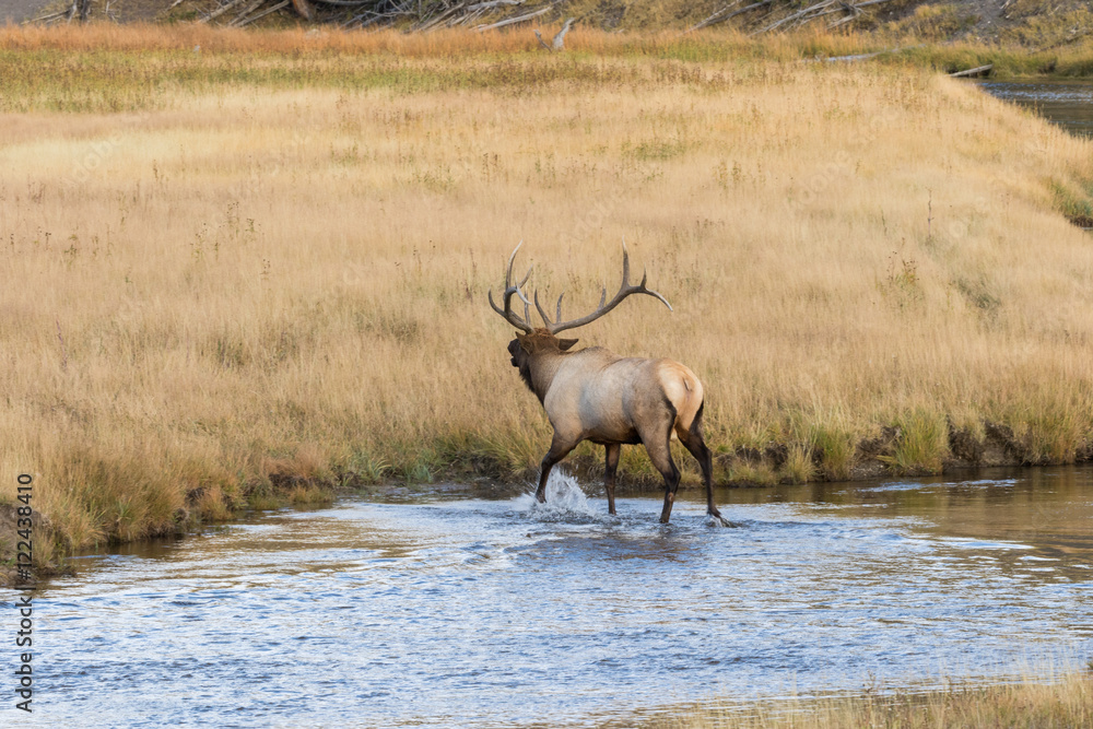 Fototapeta premium Bull Elk in Stream in the Rut