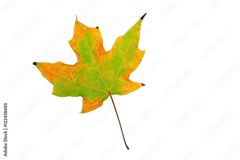 autumn maple leaf isolated on white background autumn maple leaf isolated on white background