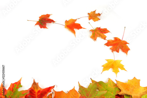 colorful maple tree leaves isolated on white background