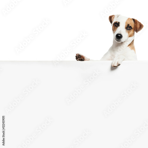 Fototapeta Naklejka Na Ścianę i Meble -  Dog with banner