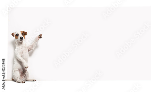 Fototapeta Naklejka Na Ścianę i Meble -  Dog with banner