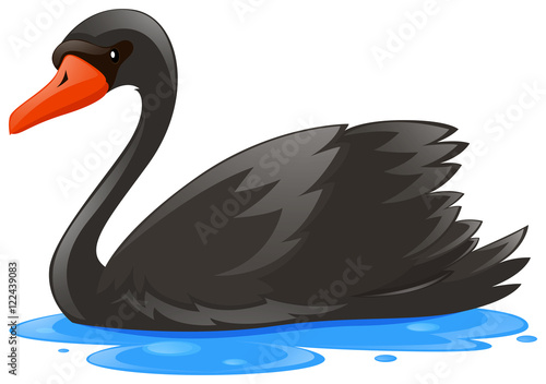 Black swan in the water