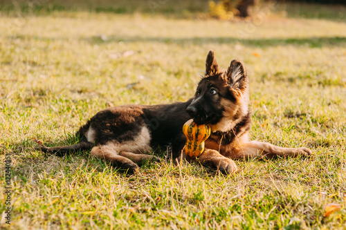 German shepherd puppy © dmytrobandak