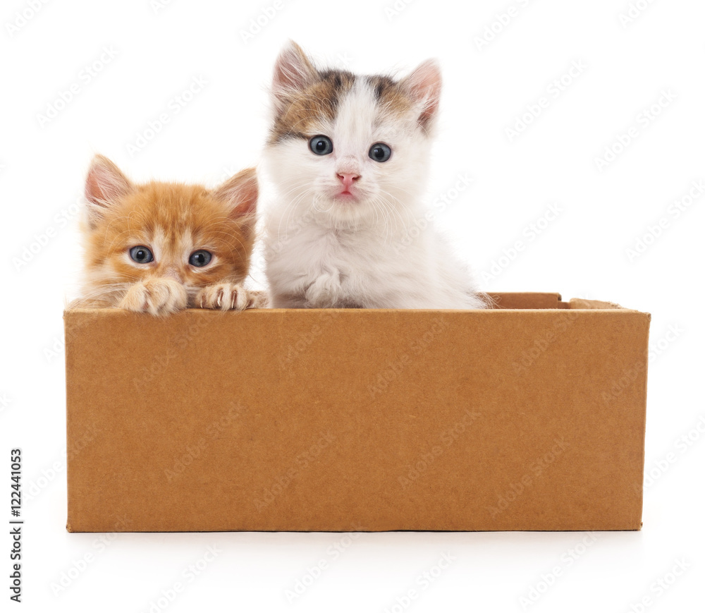 Two cats in a box. Stock Photo Adobe Stock