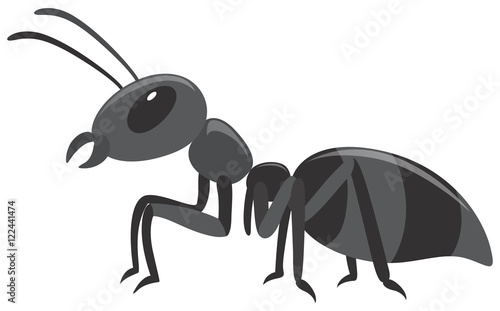 Black ant on white background