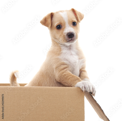 Brown puppy in a box. © voren1