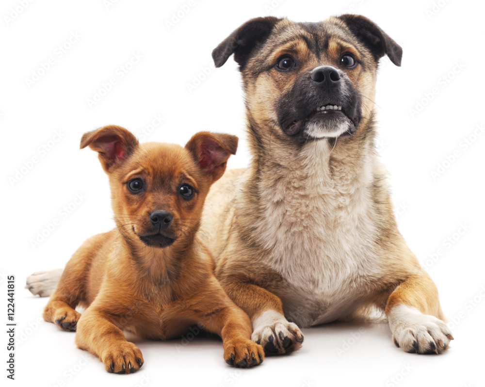 Two dogs. Two dogs.