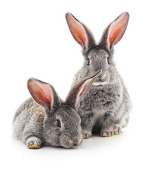 Two rabbits.